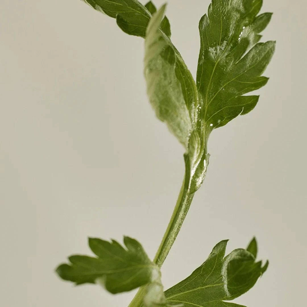 Beauty of Joseon Matte Sun Stick : Mugwort+Camelia (SPF 50+ PA++++) - Volare Makeup